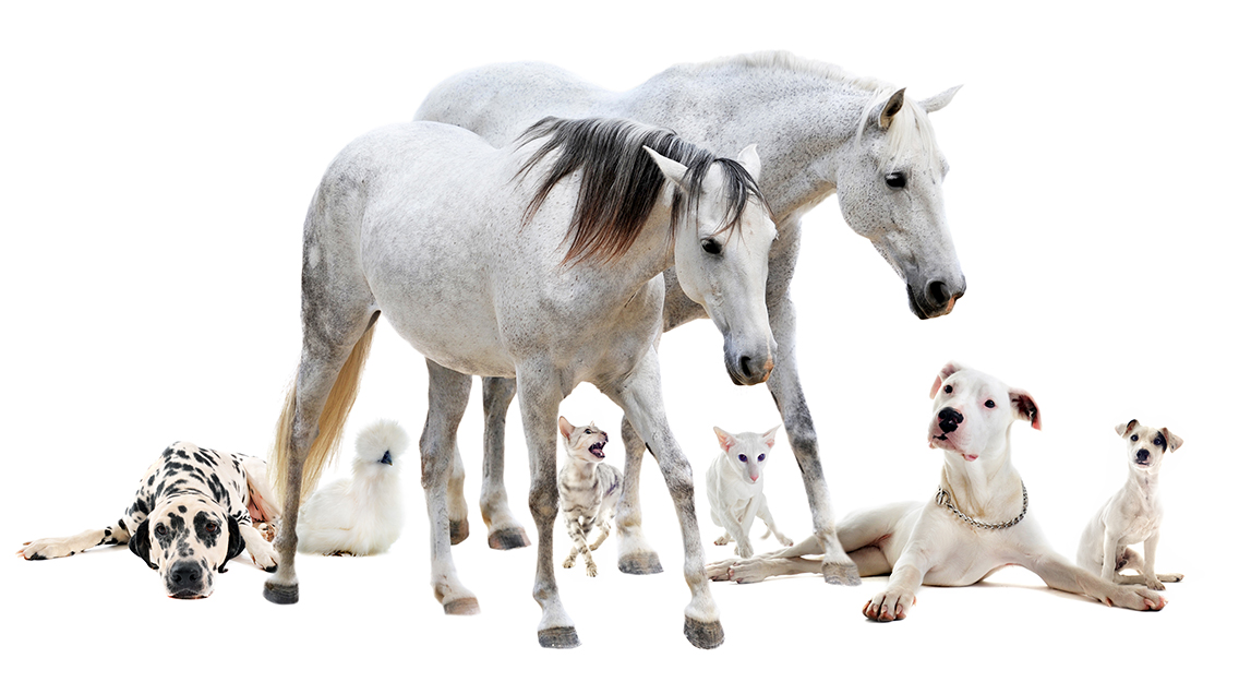 Dogs Cats Horses